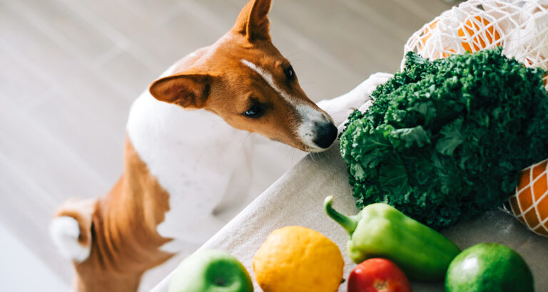 Everything Veggie: Can I Feed My Dog a Vegetarian Diet?