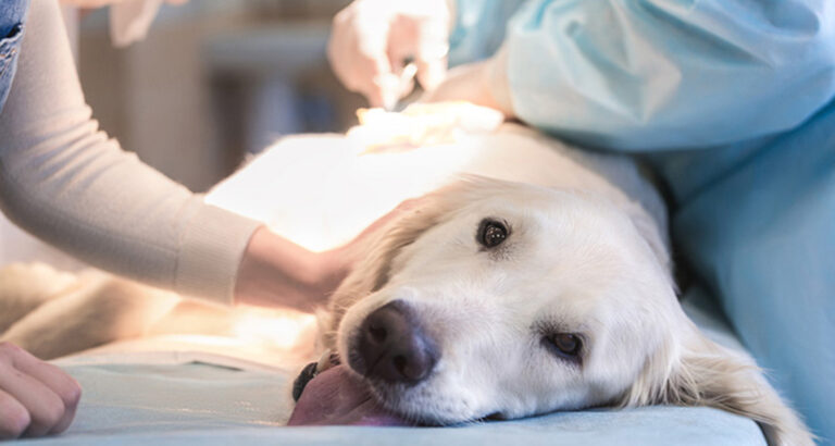 Castration in Dogs: Should you neuter your dog?