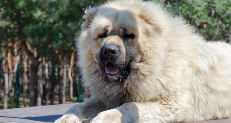 Caucasian Shepherd: Dog Breed Characteristics & Care