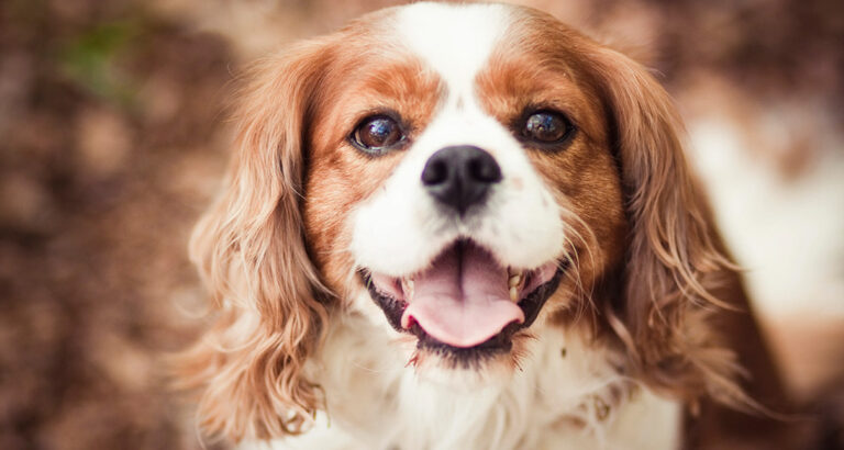 Cavalier King Charles Spaniel: Dog Breed Characteristics & Care