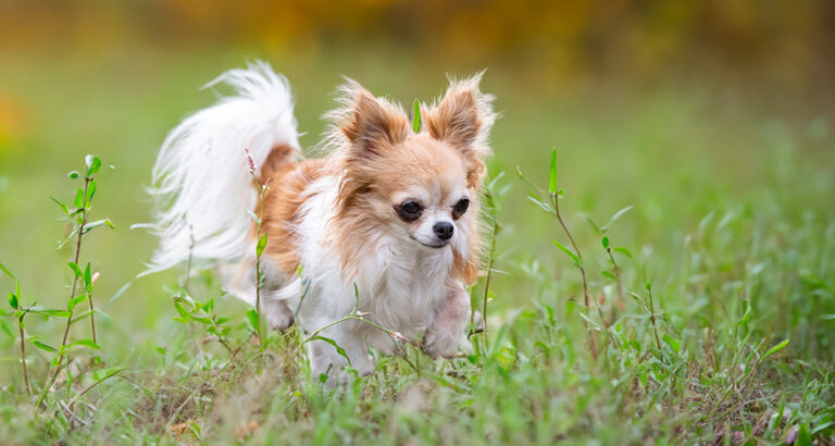 Chihuahua: Dog Breed Characteristics & Care