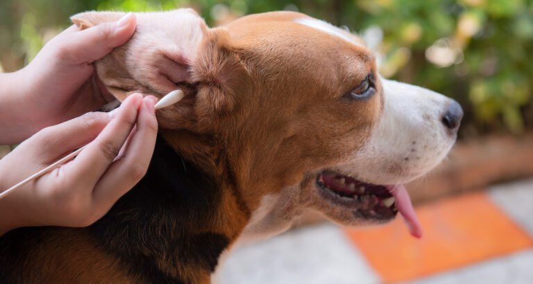 Cleaning Dog Ears: Practical Tips for Home