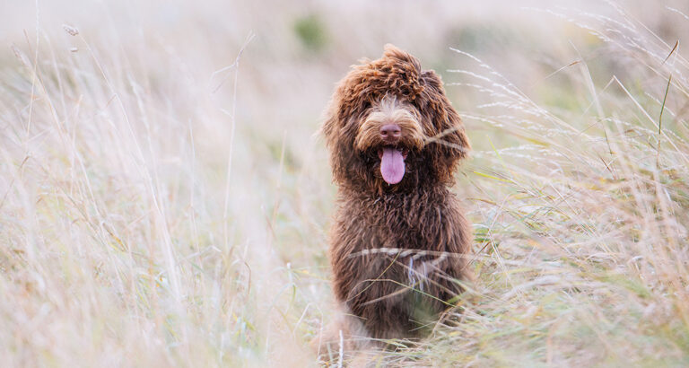 Cockapoo: Dog Breed Characteristics & Care