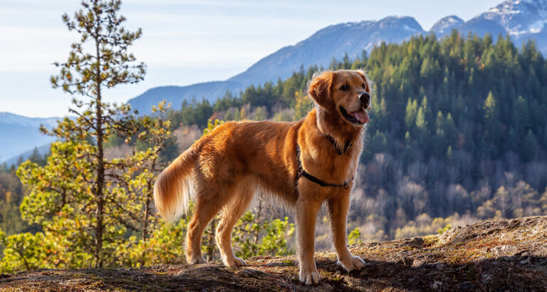 Calm Dog Breeds: Our Top 10