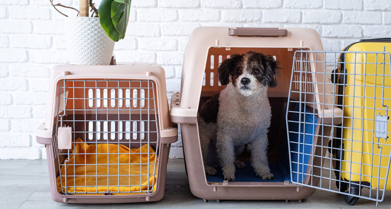 Crate Training Your Dog