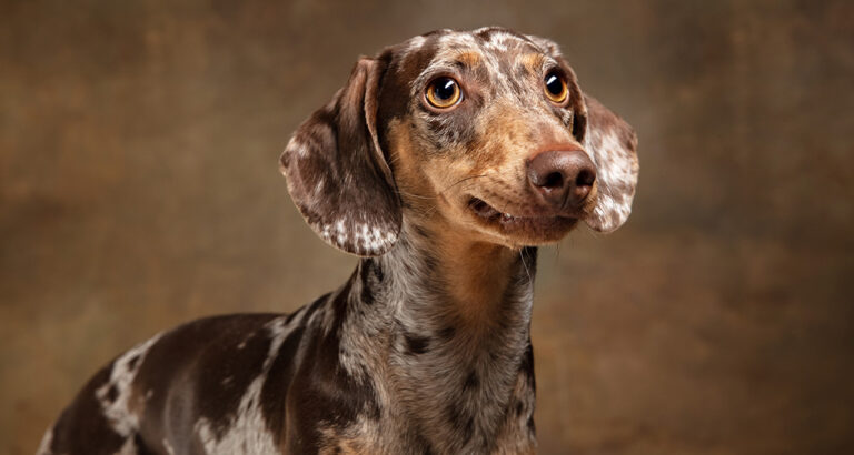 Dachshund: Dog Breed Characteristics & Care