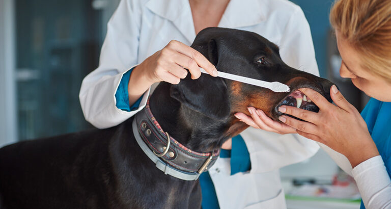 The right Dental Care for Dogs – Key Tips