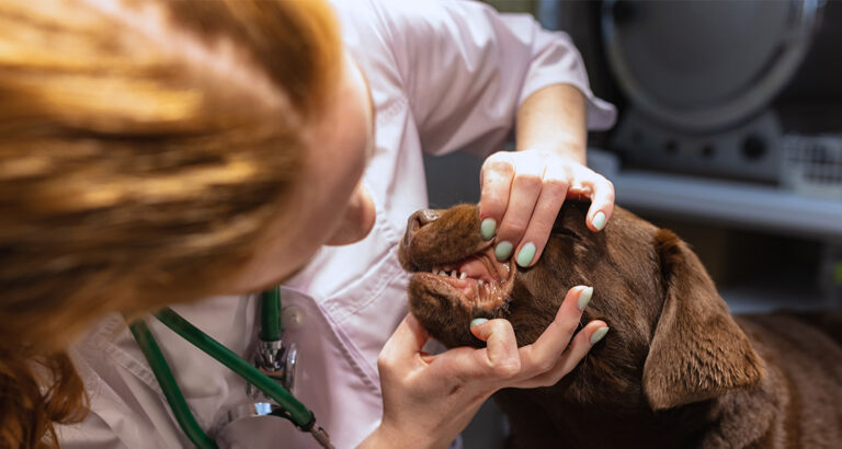 Dental Care for Dogs