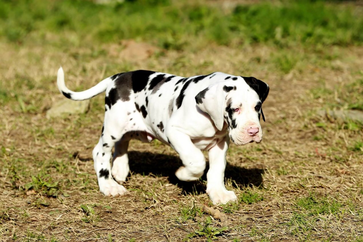 Great Dane