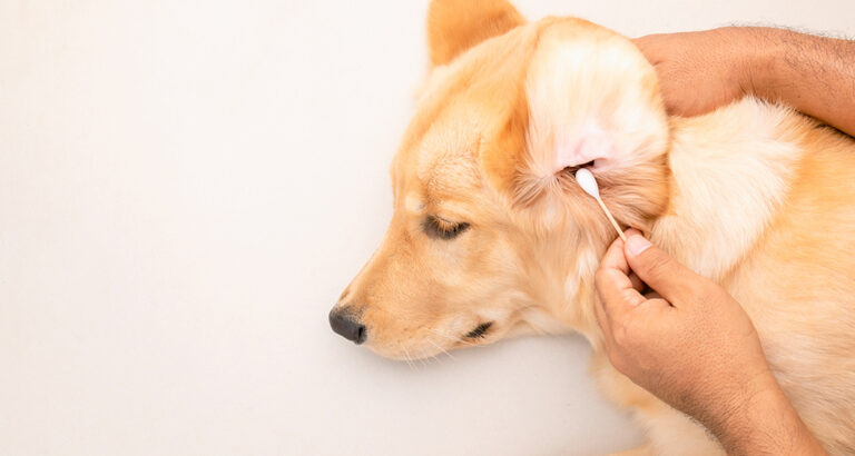 Cleaning Dog Ears: How to Protect Dogs from Diseases