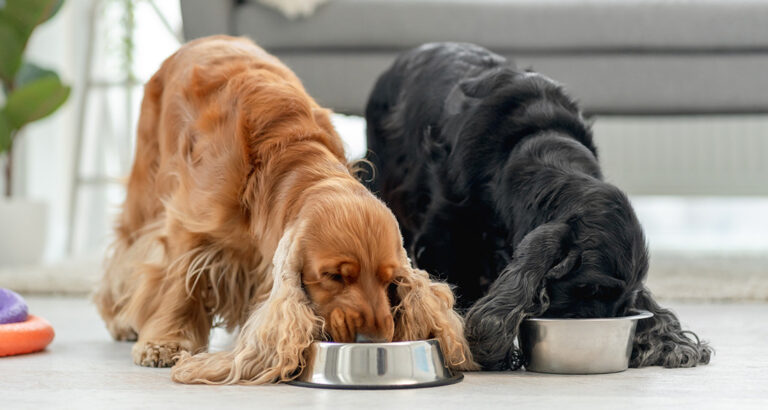 Dog Food: Is Dry or Wet Food better for Dogs?