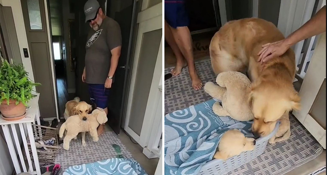 Dog Needs Stuffed Animal for Comfort – His Reaction When He Gets a Real Friend Is Adorably Sweet