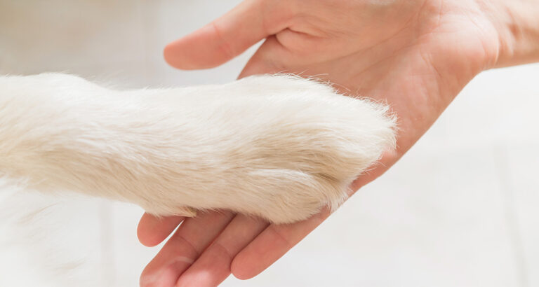 Dog Paw: Structure, Function, and Care