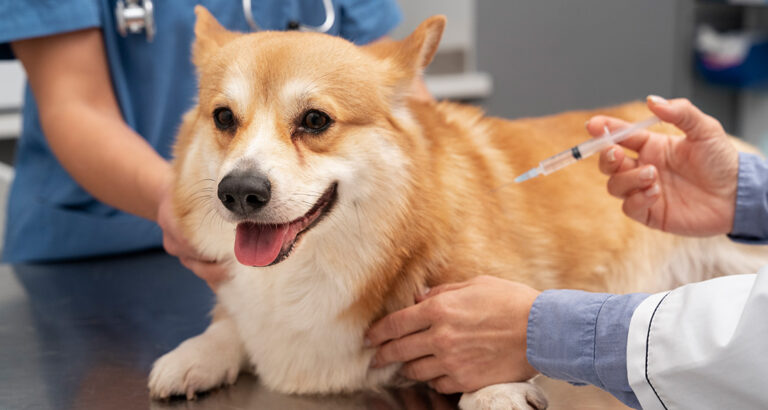 Dog Vaccinations: Which ones, when, and how much do they cost?