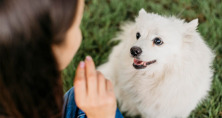 Dog doesn’t listen: Avoid these unconscious Mistakes in Dog Training