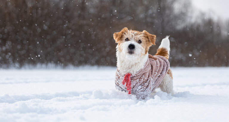 Dog eating Snow: How dangerous is Snow eating for your Dog