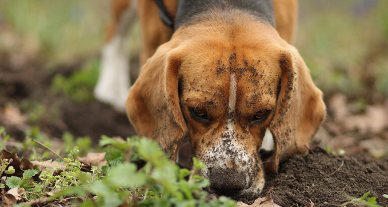 Dog eats Dirt: The Problems behind the Behavior