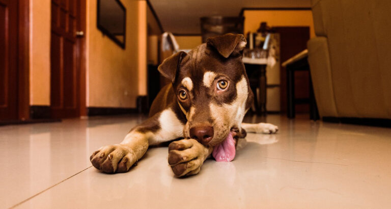 Dog licking the Floor: How to recognize if your Dog is sick