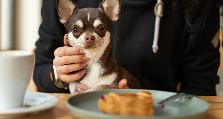 Dog steals Food: But hunger is not always the reason!