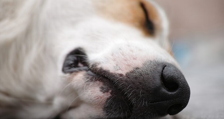 Dry Nose in Dogs: Is it a bad Sign?