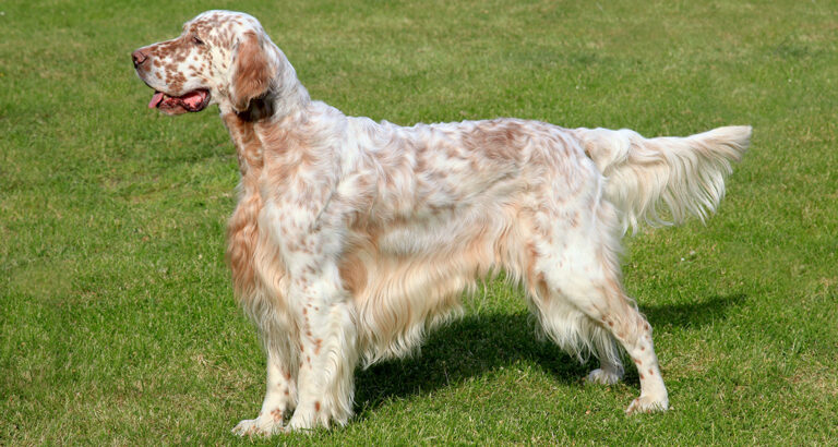 English Setter: Dog Breed Characteristics & Care