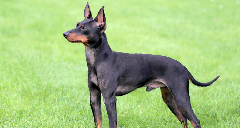 English Toy Terrier: Dog Breed Characteristics & Care