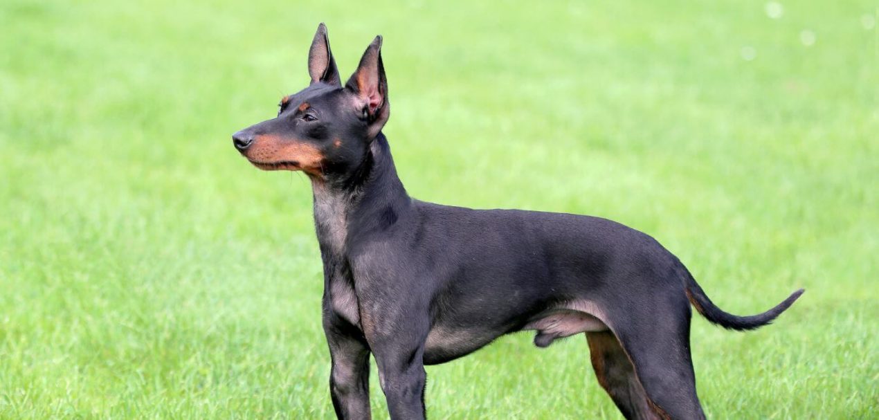 English Toy Terrier