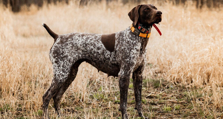 German Shorthaired Pointer (GSP): Dog Breed Characteristics & Care