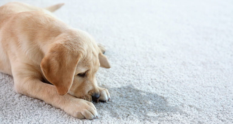 Getting a Puppy House-Trained