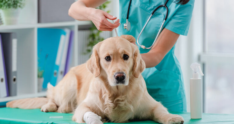 Giardia in Dogs: Is your Dog infested with Parasites?