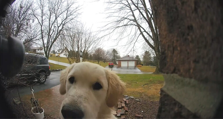 Door closed, puppy outside: How this clever little one still gets inside is simply genius