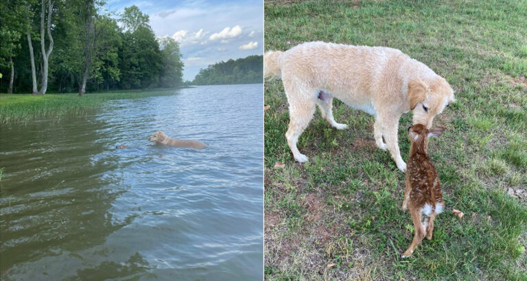 Virginia Dog Saves Fawn From Drowning and Refuses to Leave Its Side: He ‘Kept Caring For It’