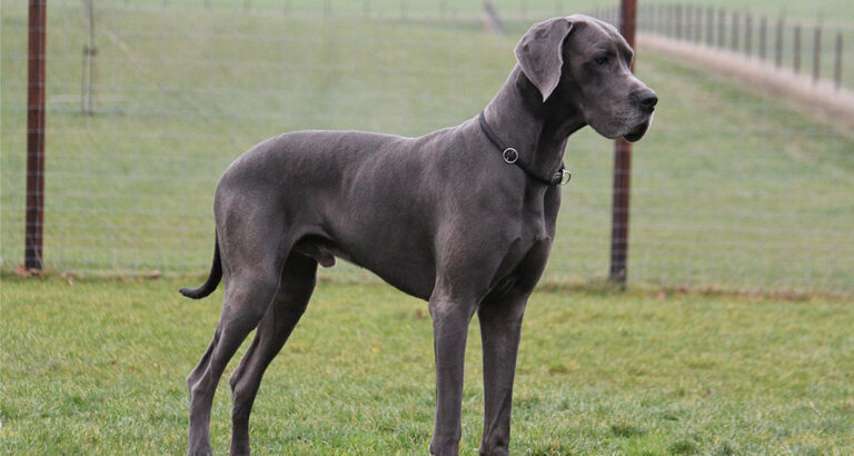 Great Dane: Dog Breed Characteristics & Care