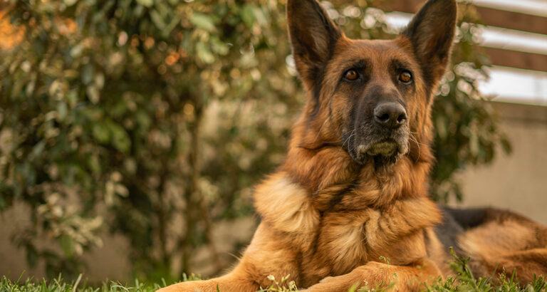 350+ Great Names for German Shepherds