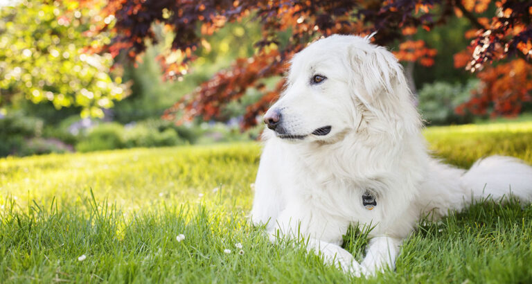 Great Pyrenees: Dog Breed Characteristics & Care