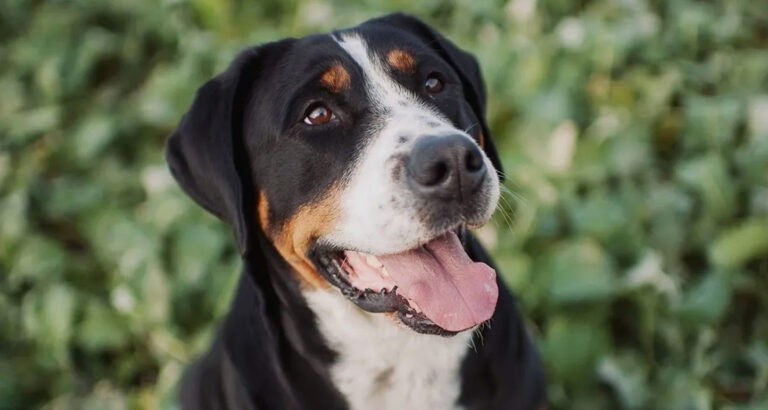 Greater Swiss Mountain Dog: Dog Breed Characteristics & Care