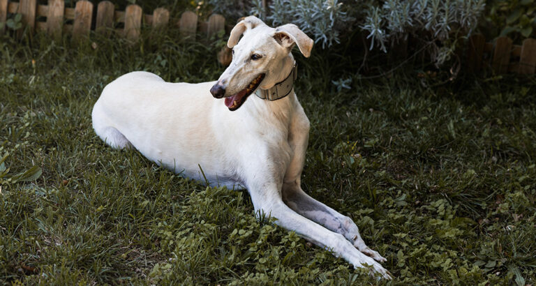 Greyhound: Dog Breed Characteristics & Care