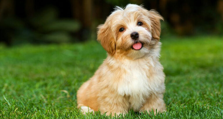 Havanese: Dog Breed Characteristics & Care