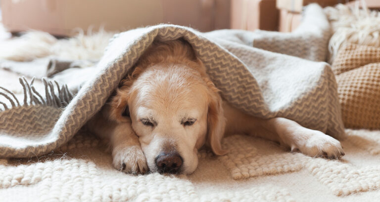 Heat Cycle in Female Dogs: Signs & Tips when your Dog is in Heat