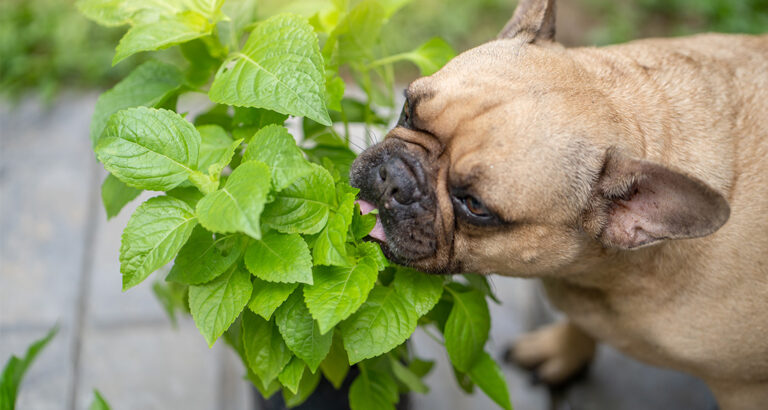 Herbs for Dogs: These Natural Remedies help your Dog