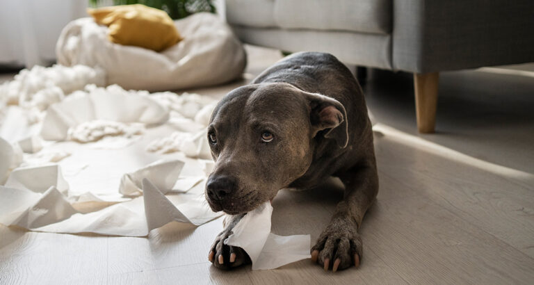 Hiccups in Dogs: Can it be dangerous?