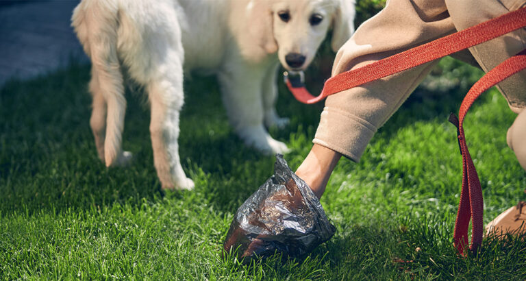 How to Teach Your Dog to Go Potty Outside?