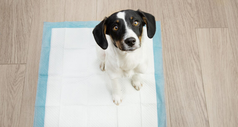 How to Train Your Puppy to Use Potty Pads