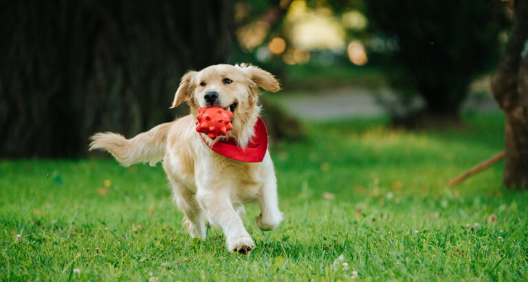 How to keep puppies occupied