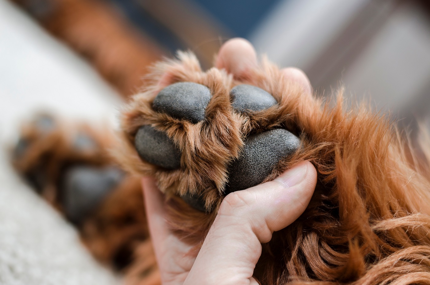 Dog Paw