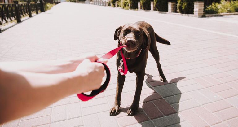 Tips for When Your Dog Pulls on the Leash