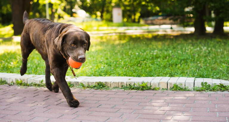 Impulse Control in Dogs – How to Achieve It