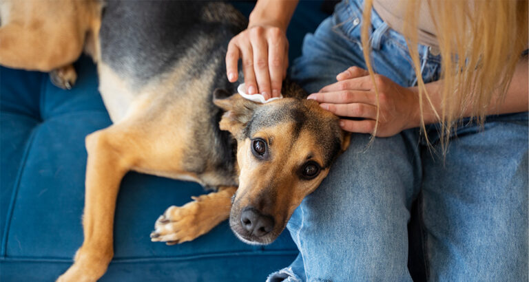 Insect Bites in Dogs: What to do now