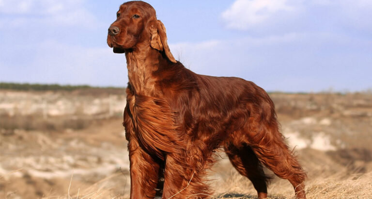 Irish Setter: Dog Breed Characteristics & Care