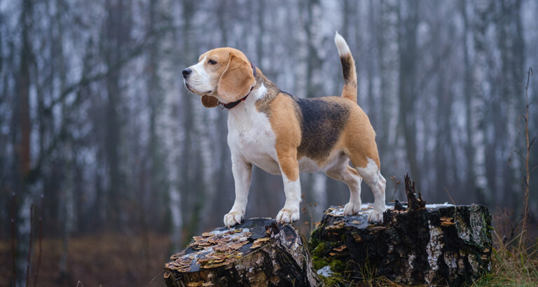 Is your dog barking constantly? Here’s what might help: